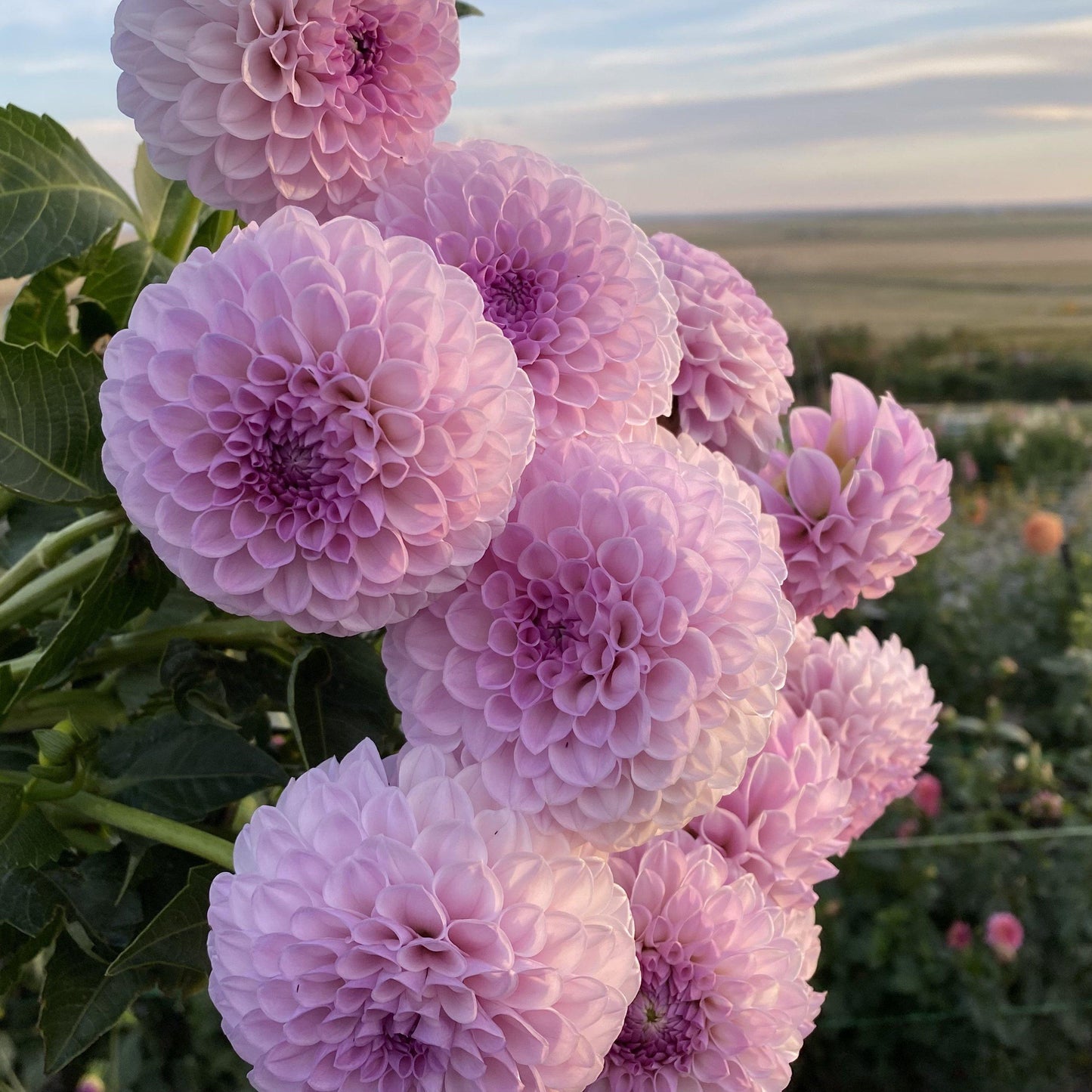 Dahlia Megan Dean