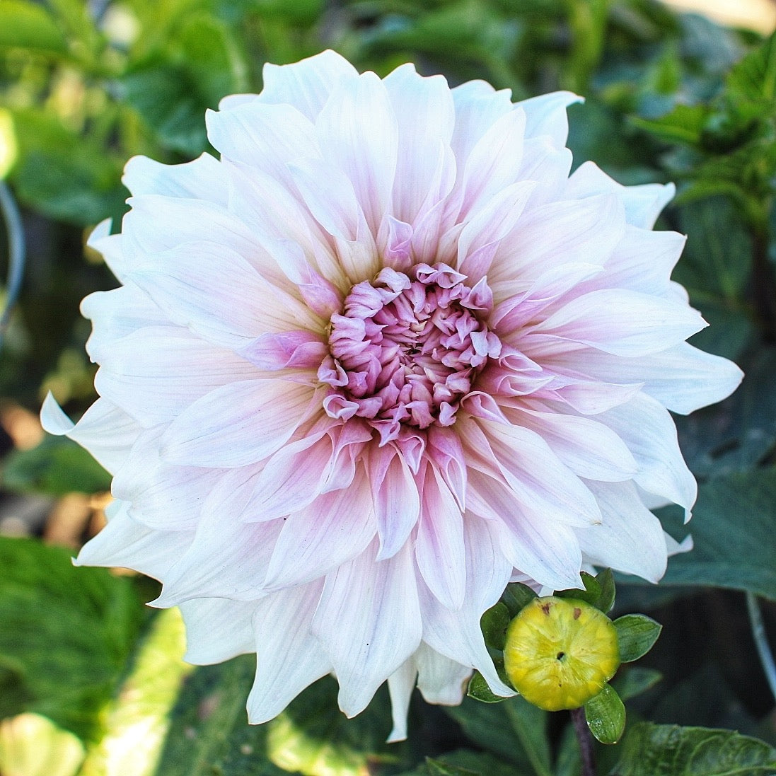 Dahlias - Dinnerplate Varieties