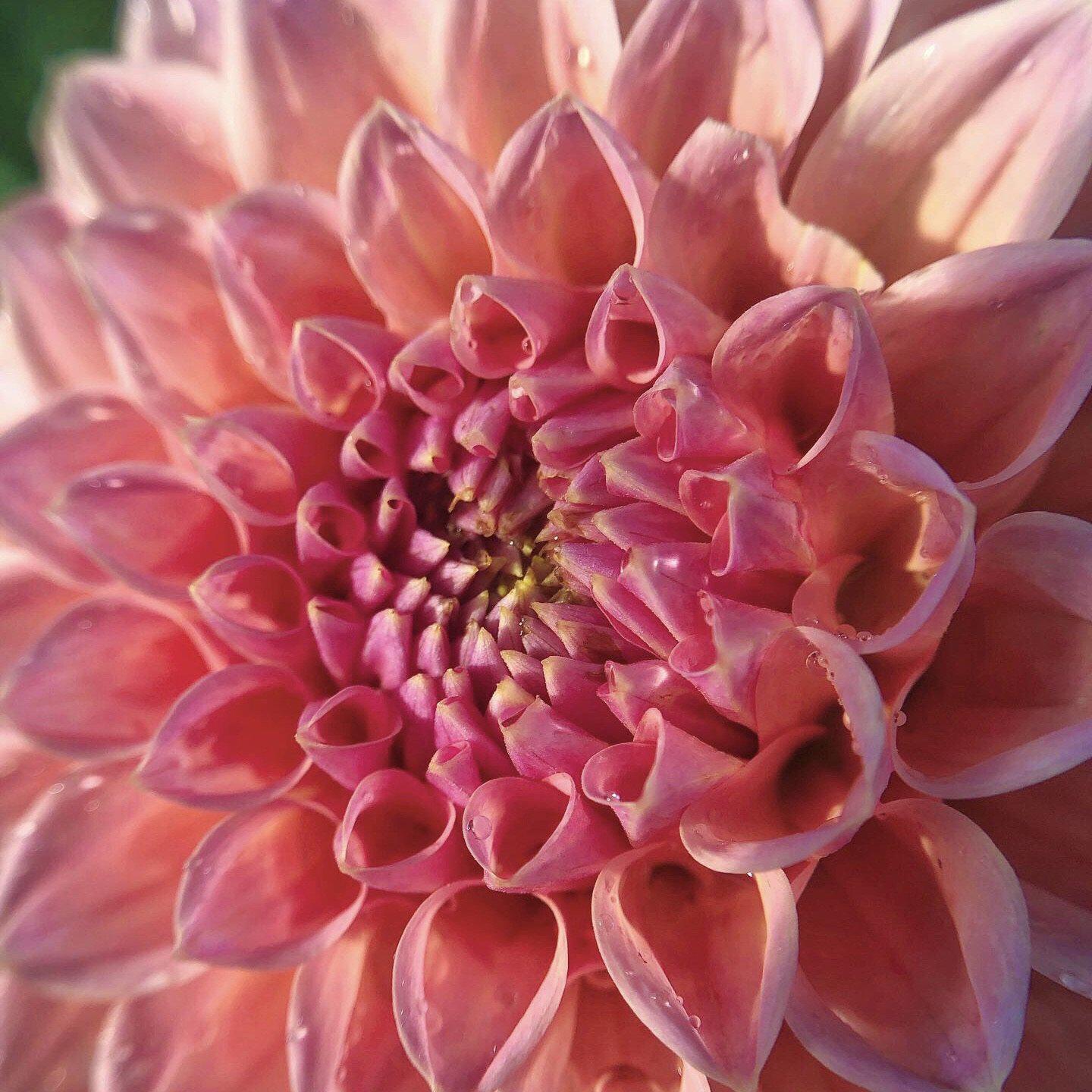 Dahlia Linda's Baby