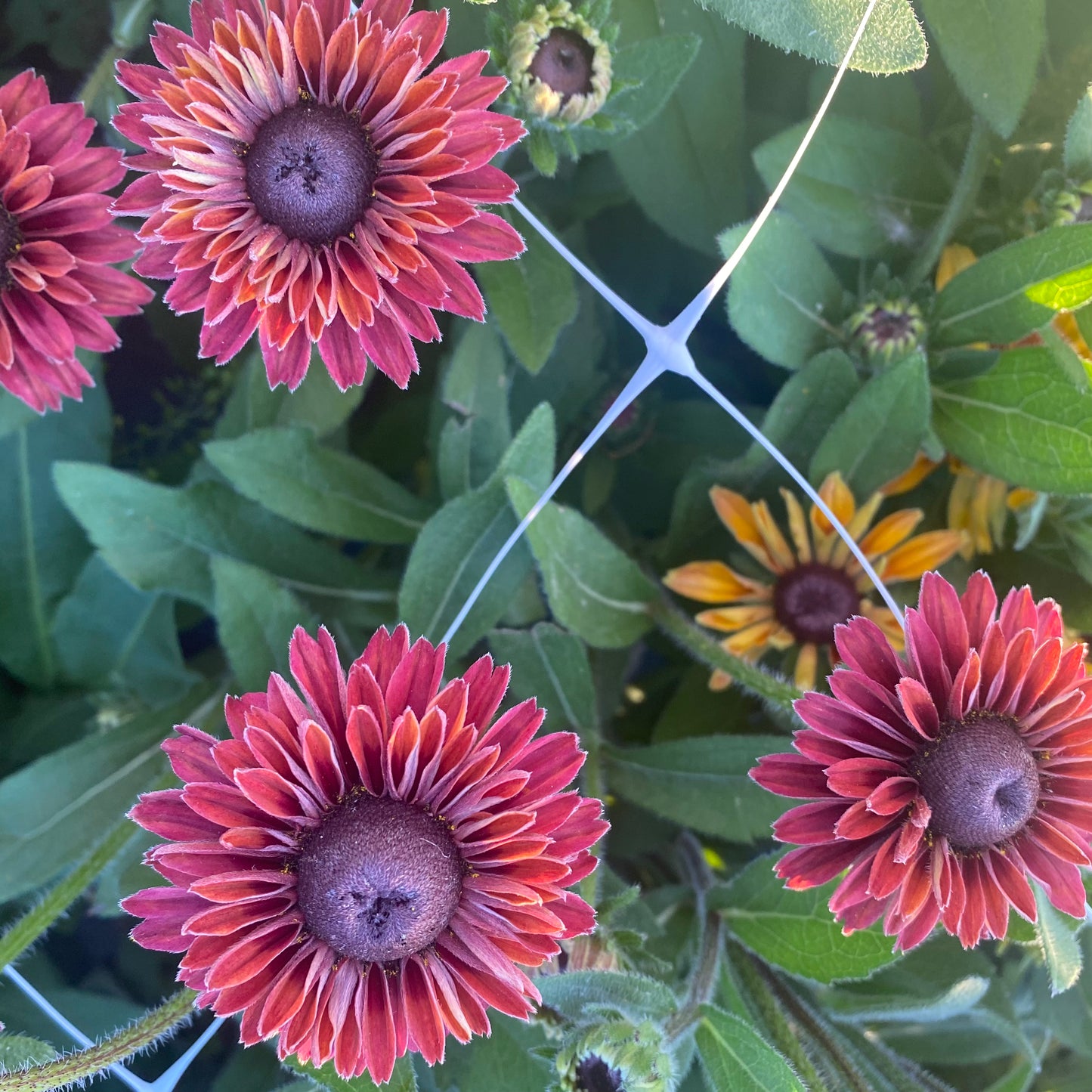 Rudbeckia