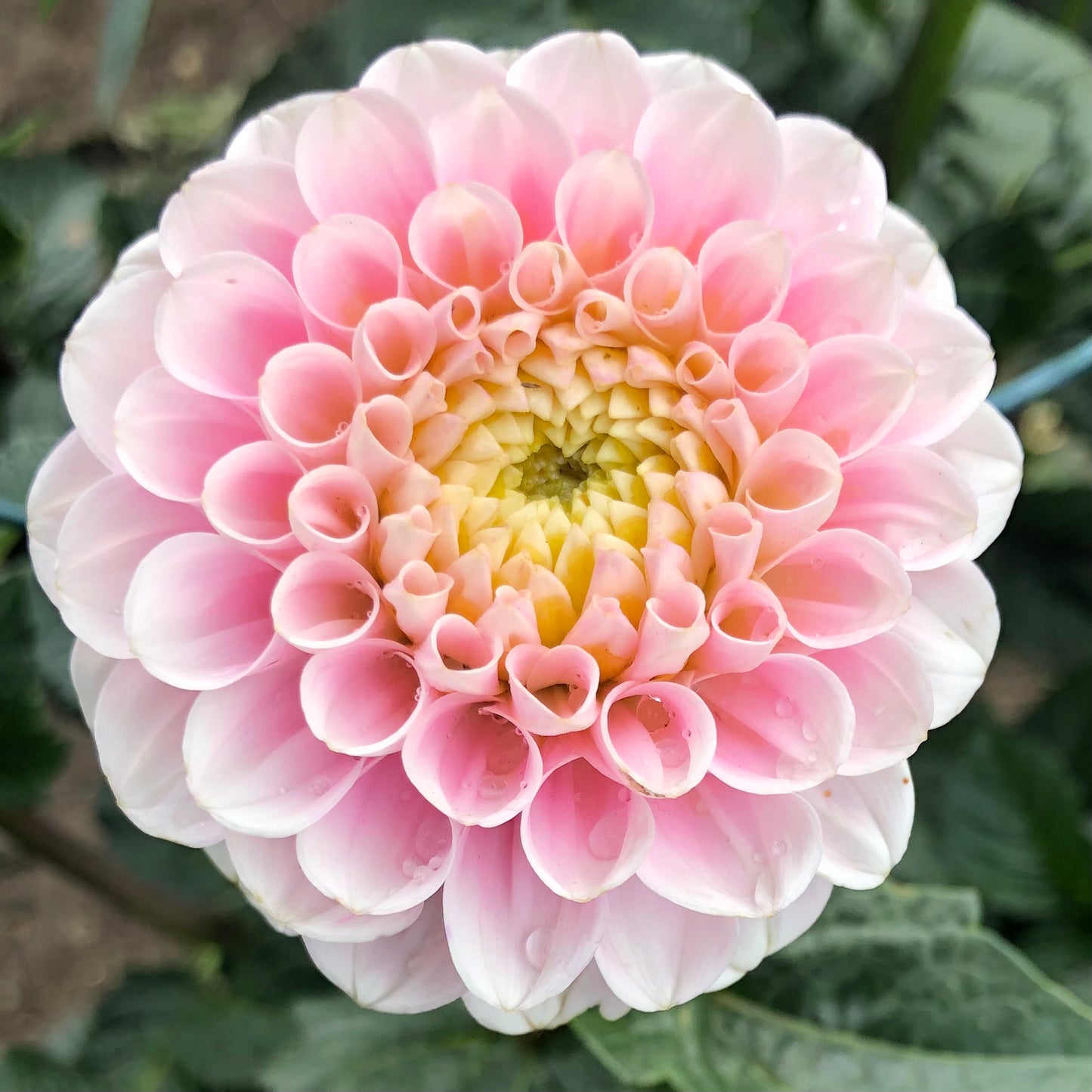 Dahlias - Ball Varieties