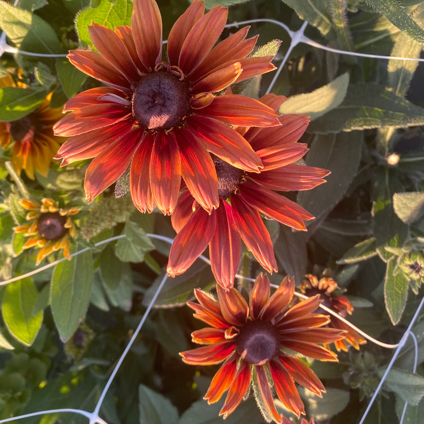 Rudbeckia