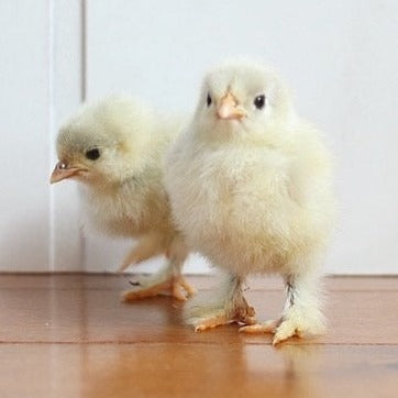 Chicken Hatching Eggs