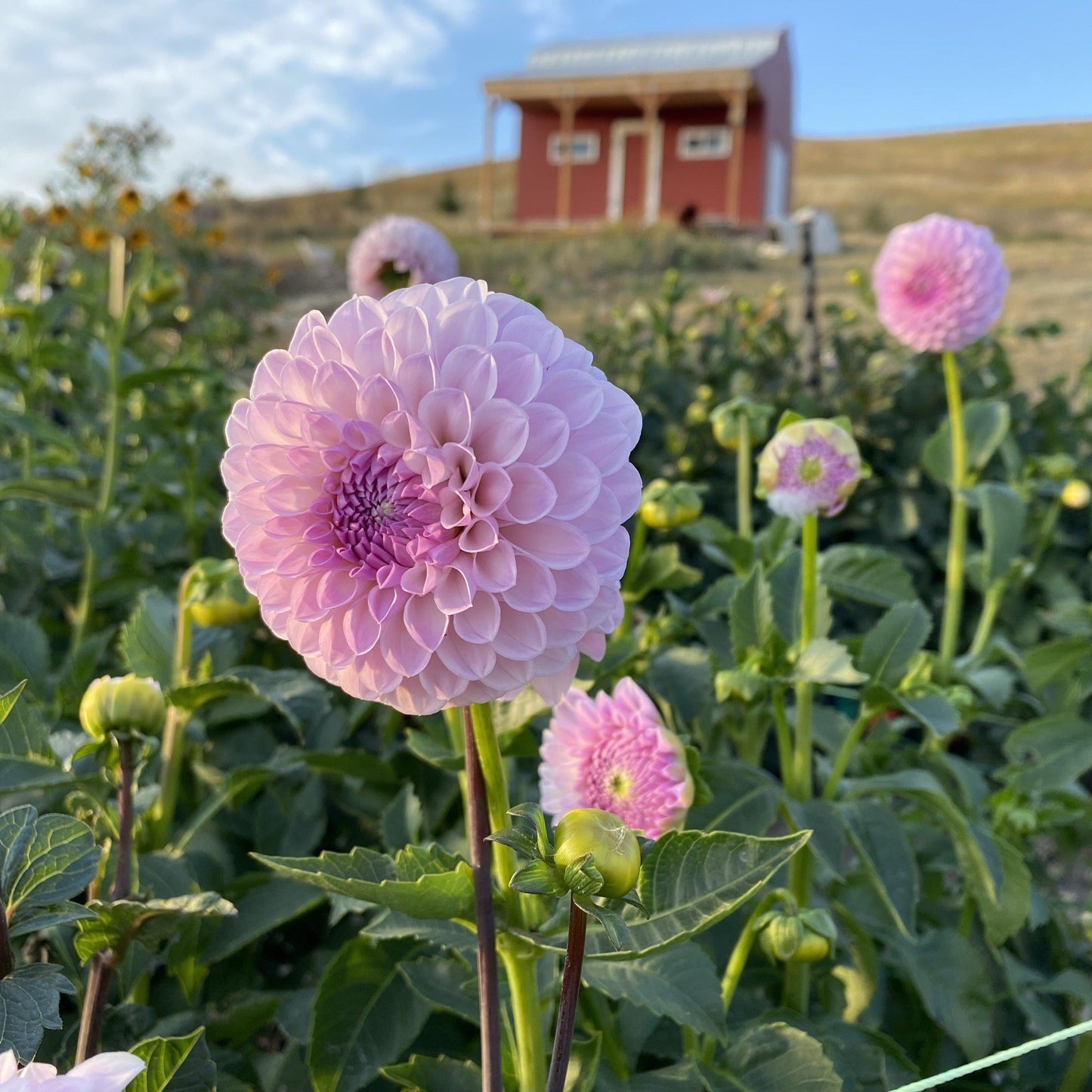 Dahlia Megan Dean 5 Pack