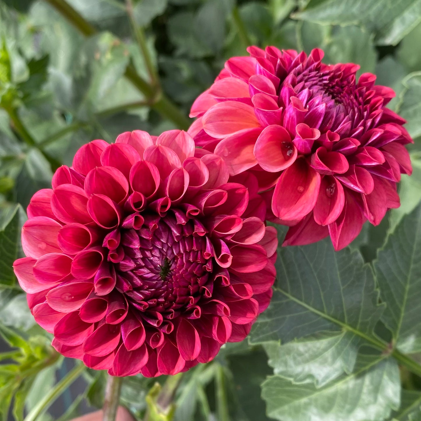 Dahlias - Ball Varieties