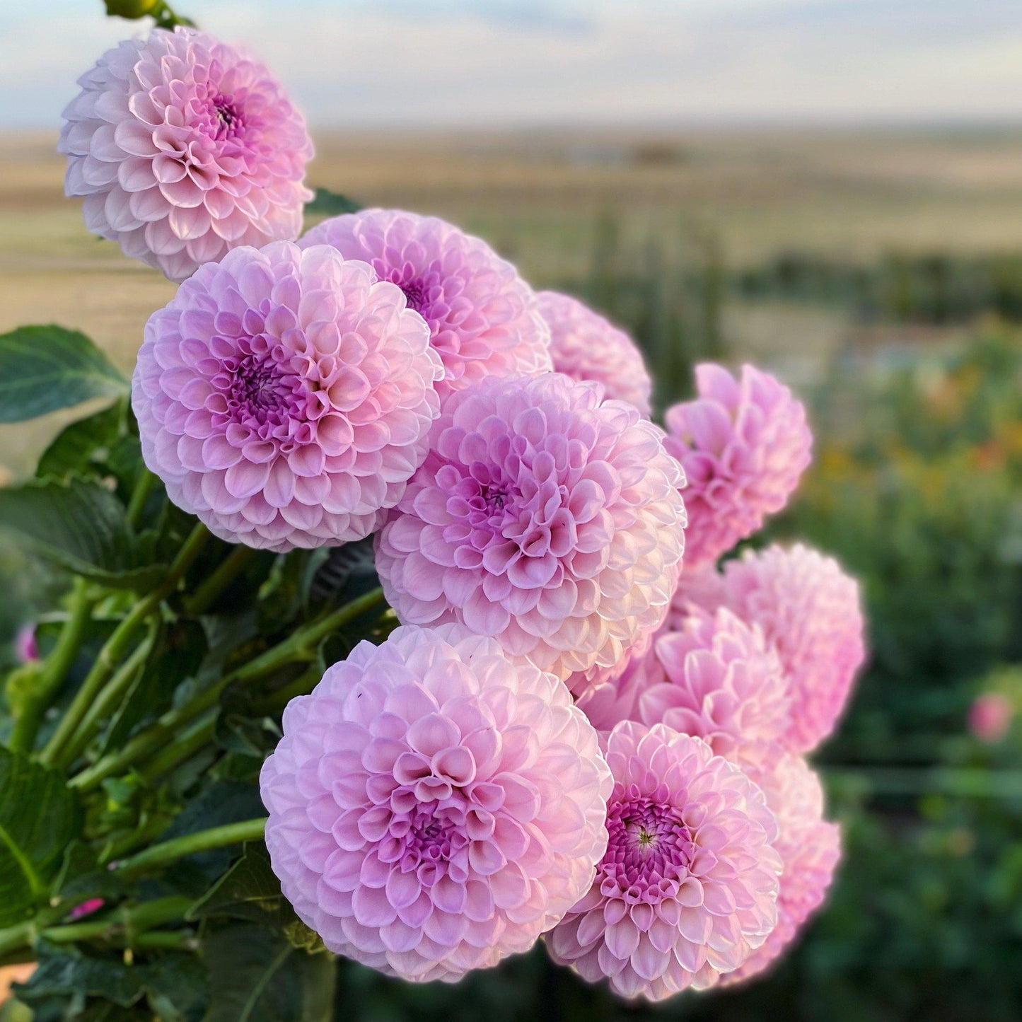Dahlia Megan Dean