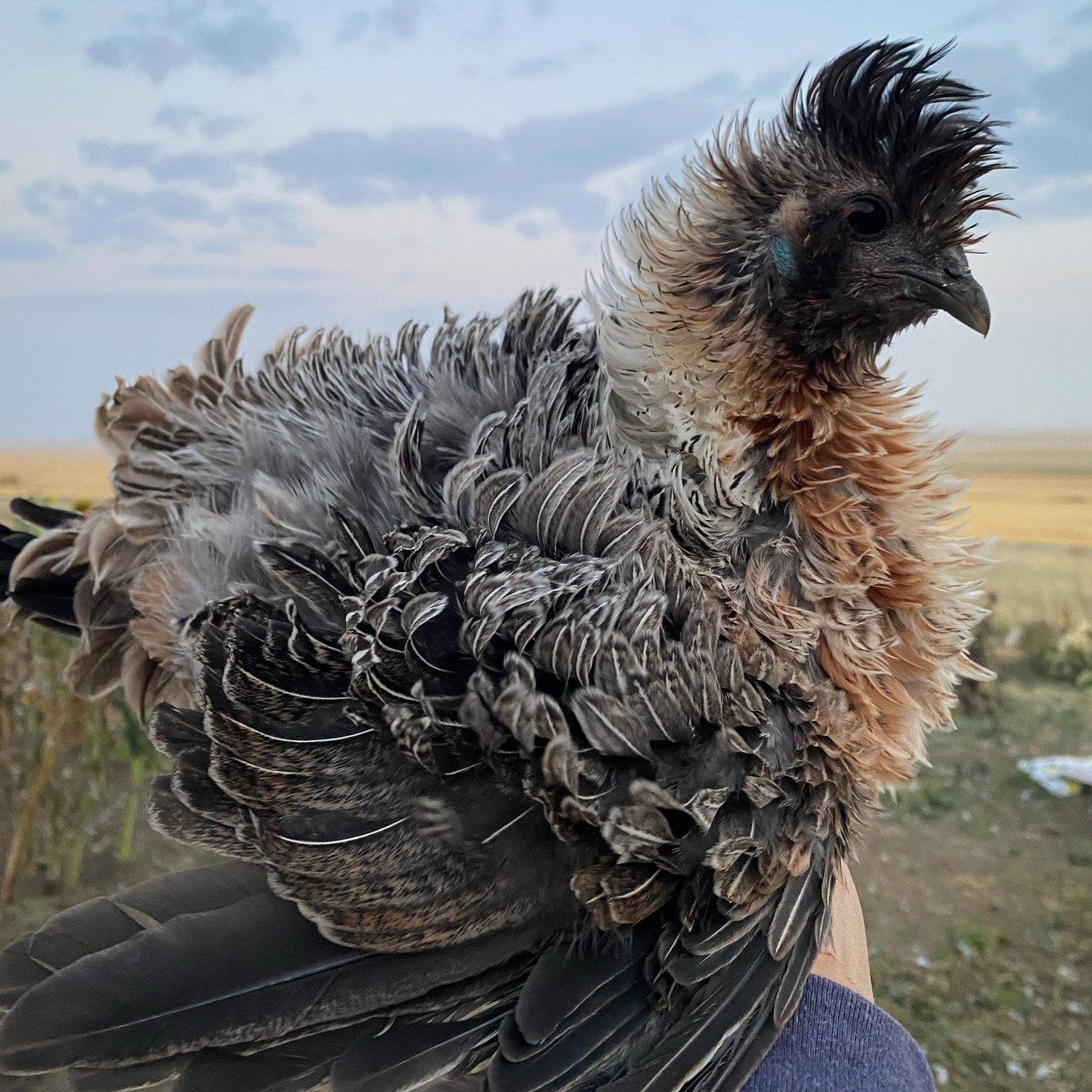 Chicken Hatching Eggs