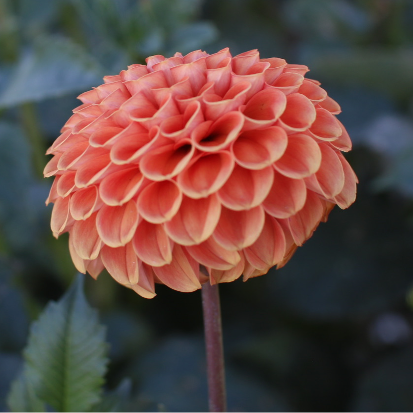 Dahlia Cornel Bronze