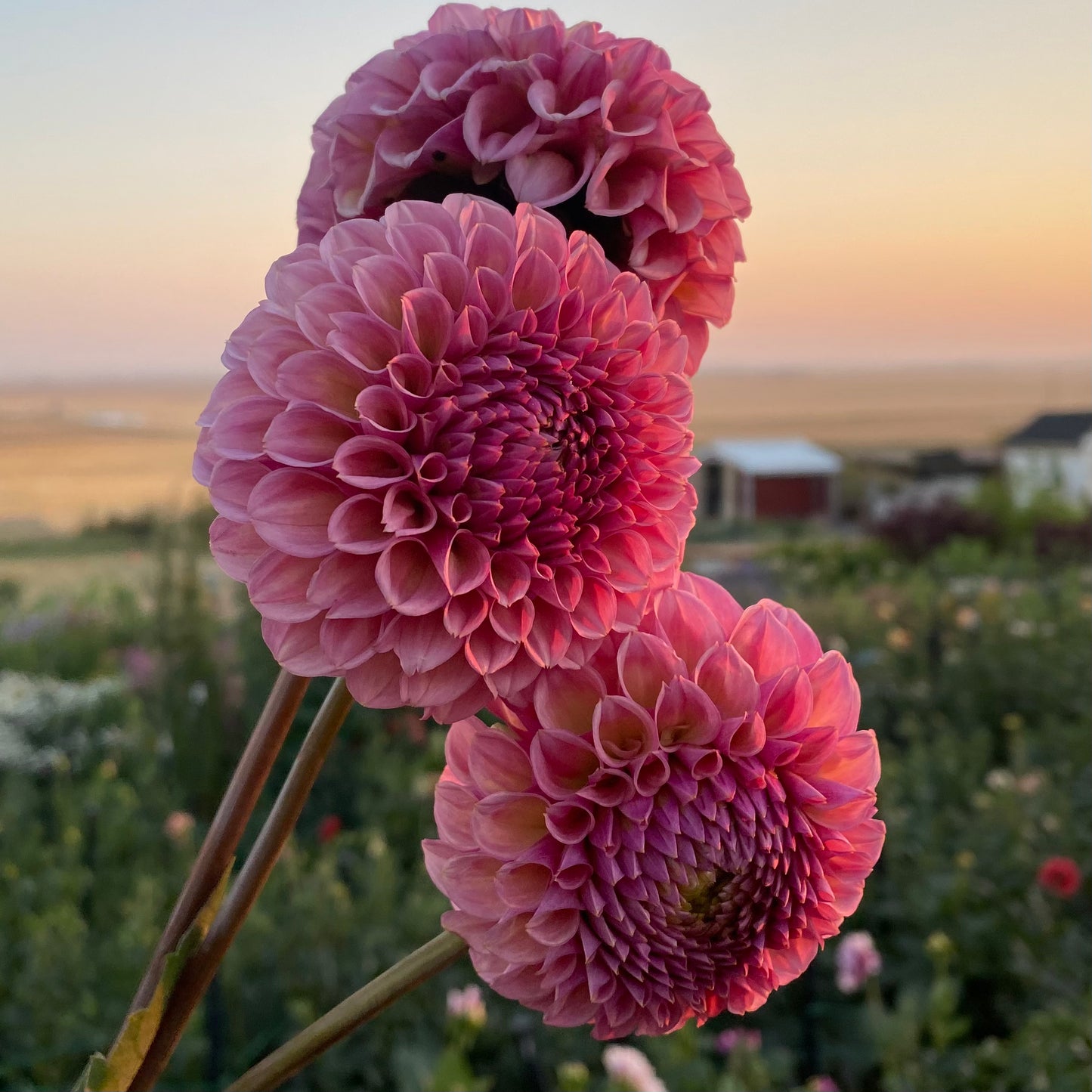 Dahlias - Ball Varieties