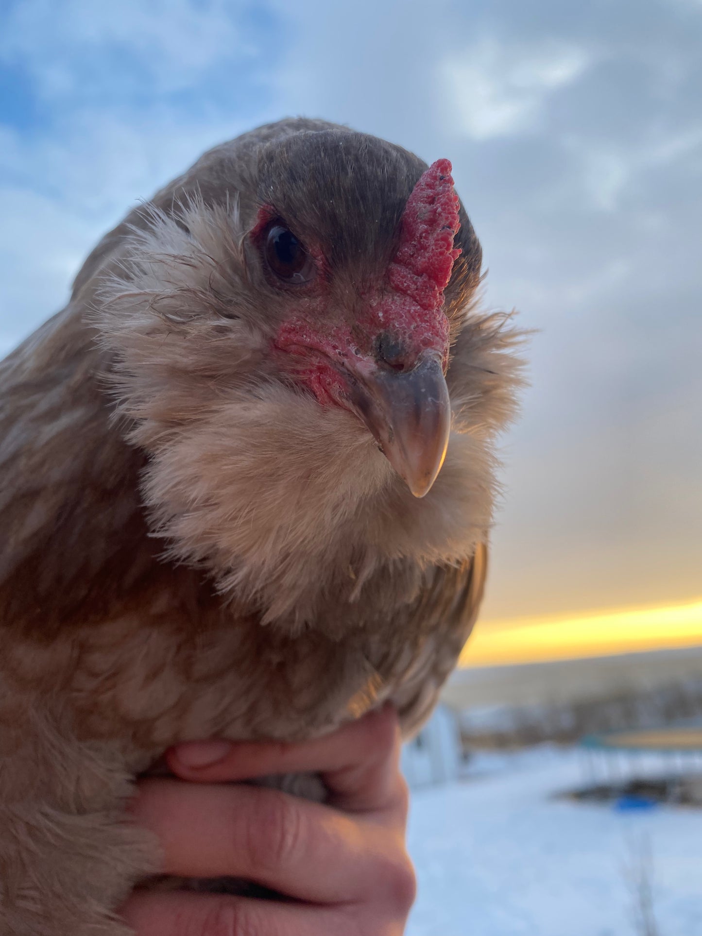 Chicken Hatching Eggs