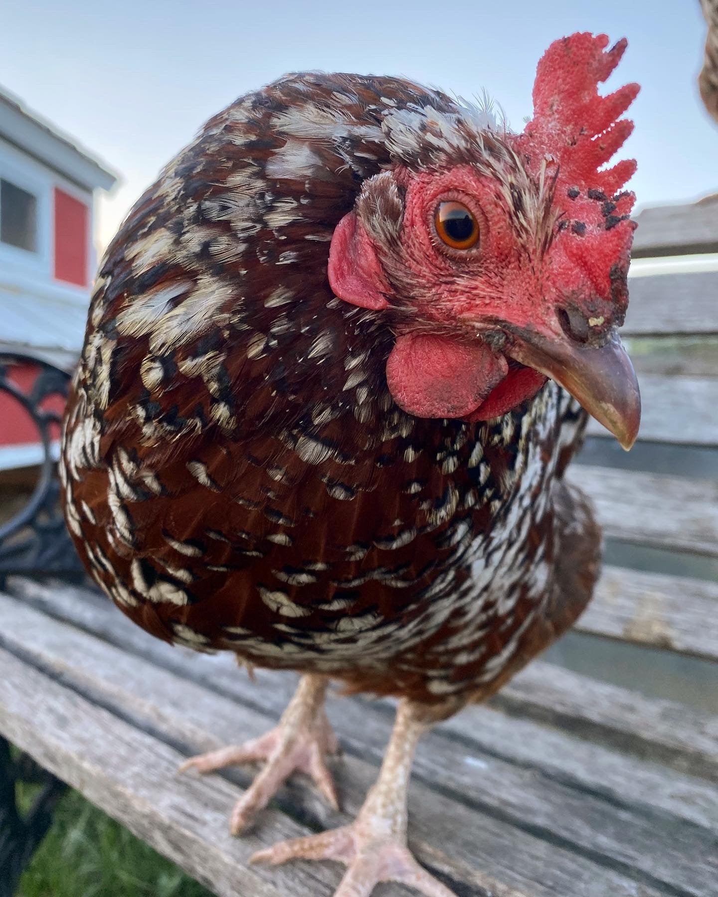 Chicken Hatching Eggs