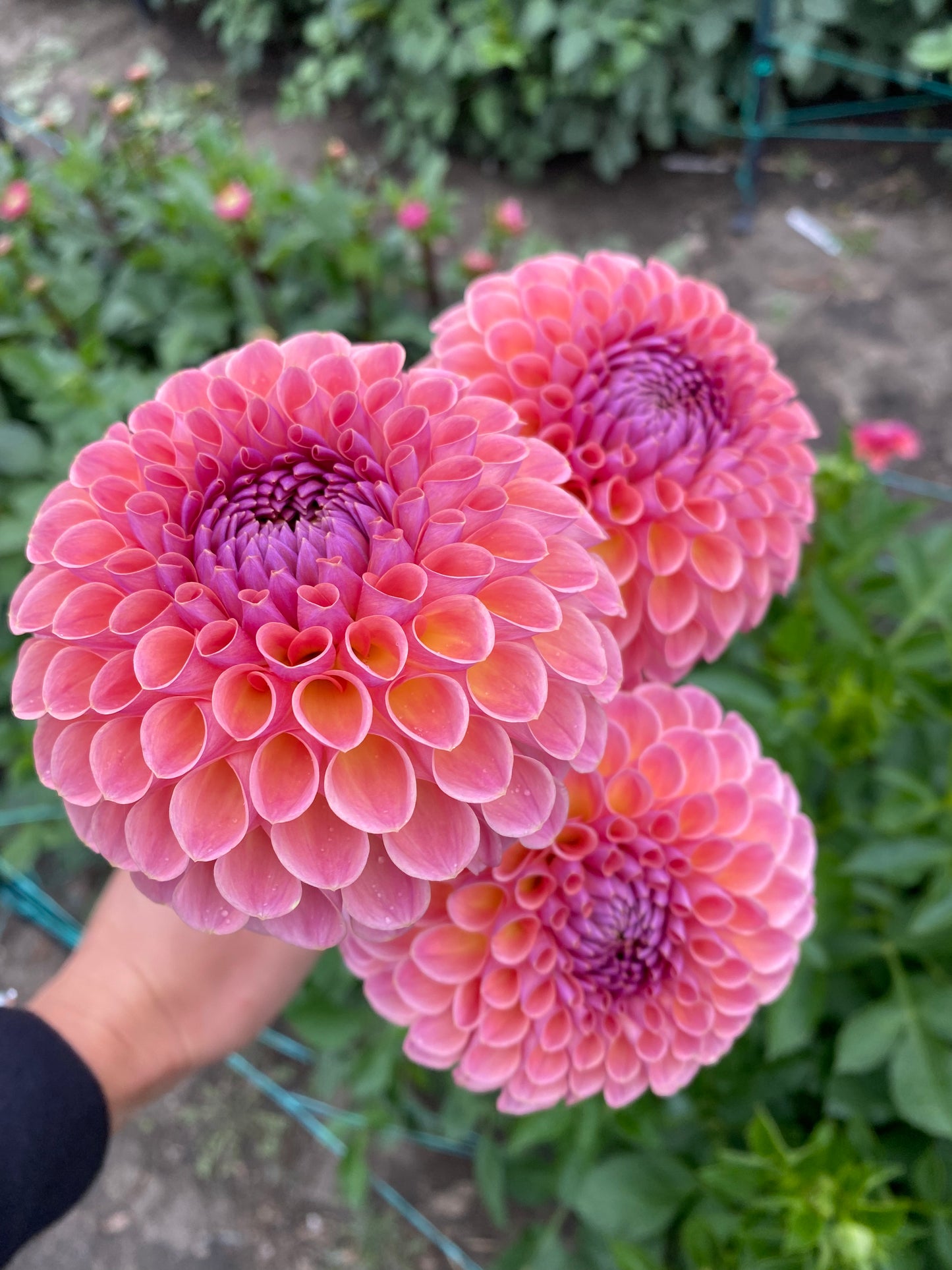 Dahlias - Ball Varieties