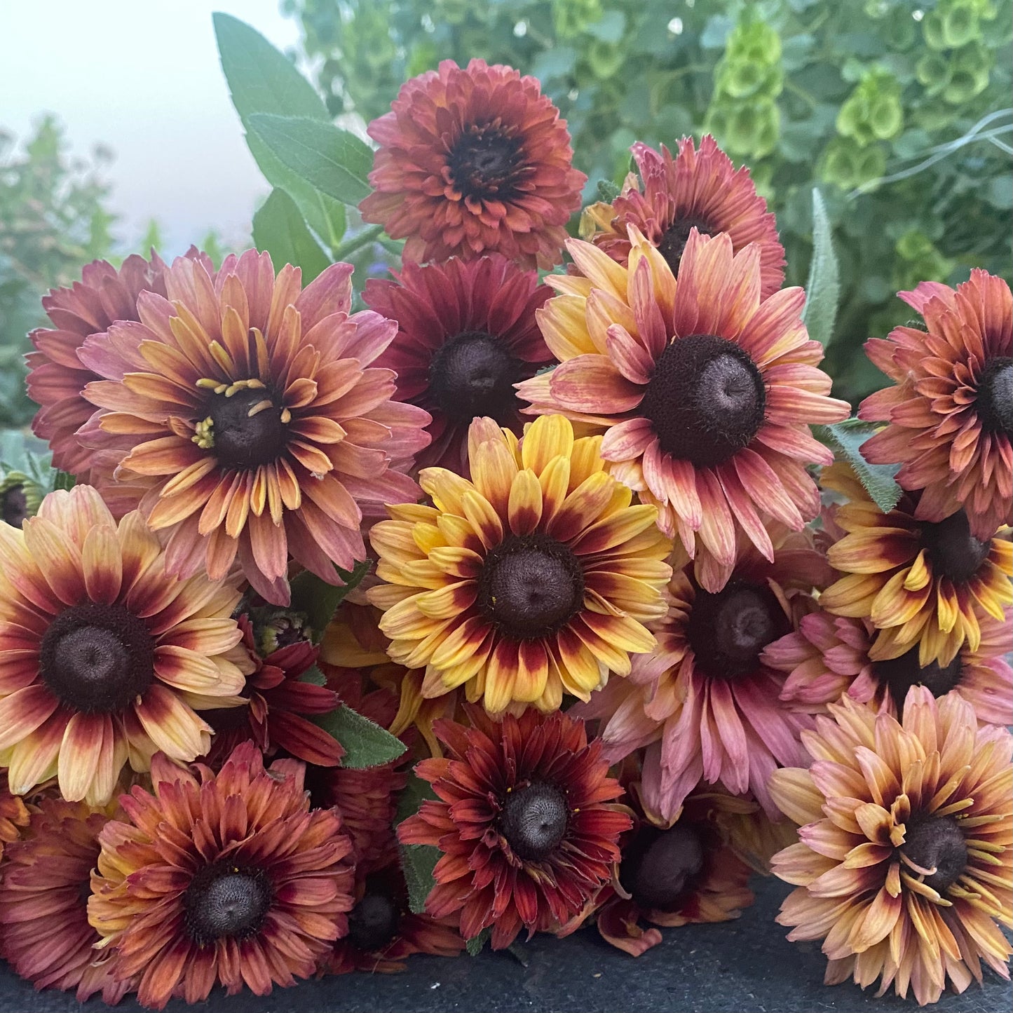 Rudbeckia