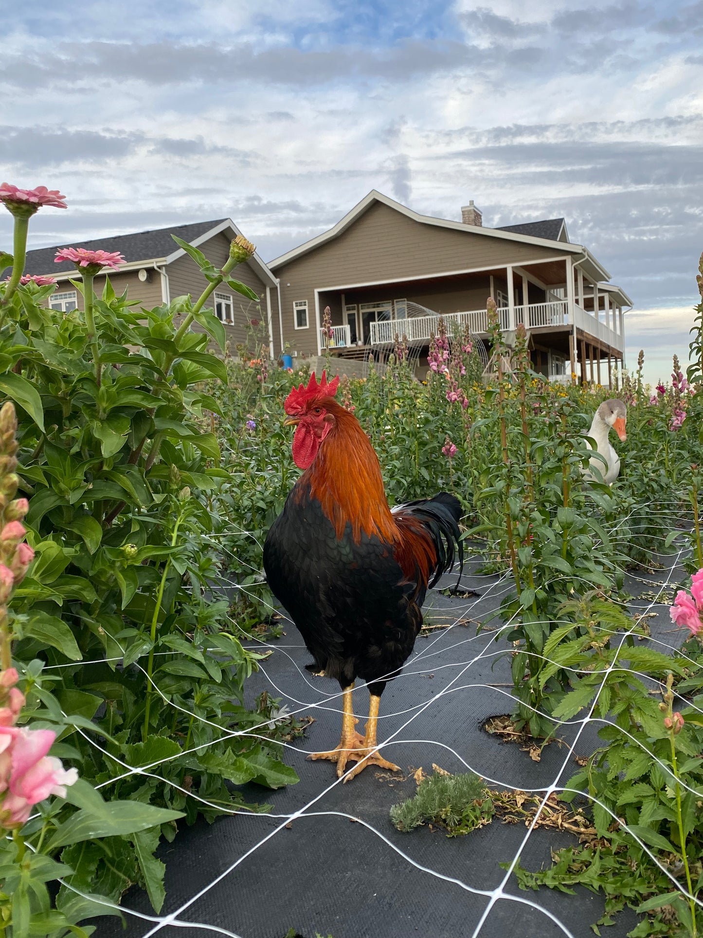 Chicken Hatching Eggs