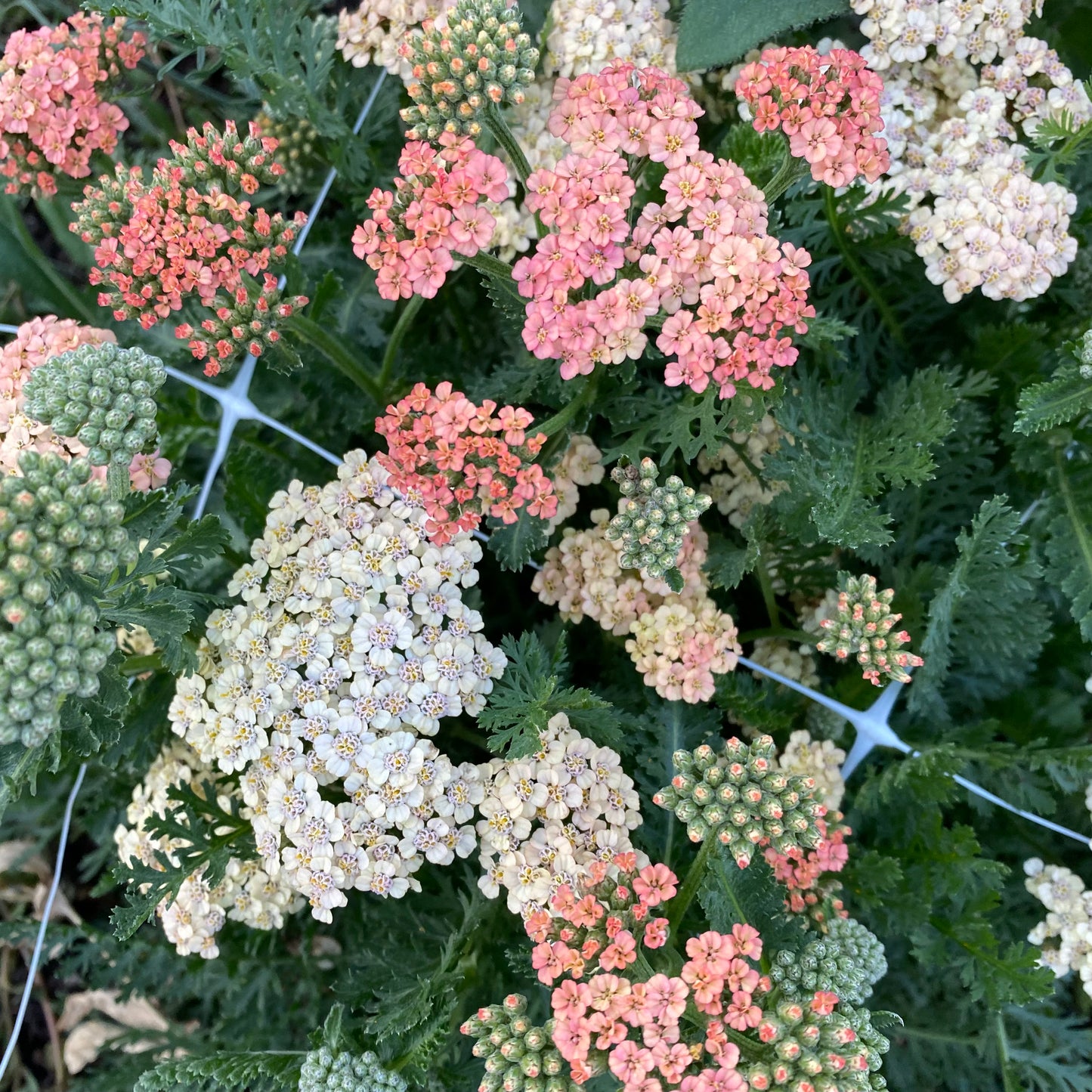 Yarrow