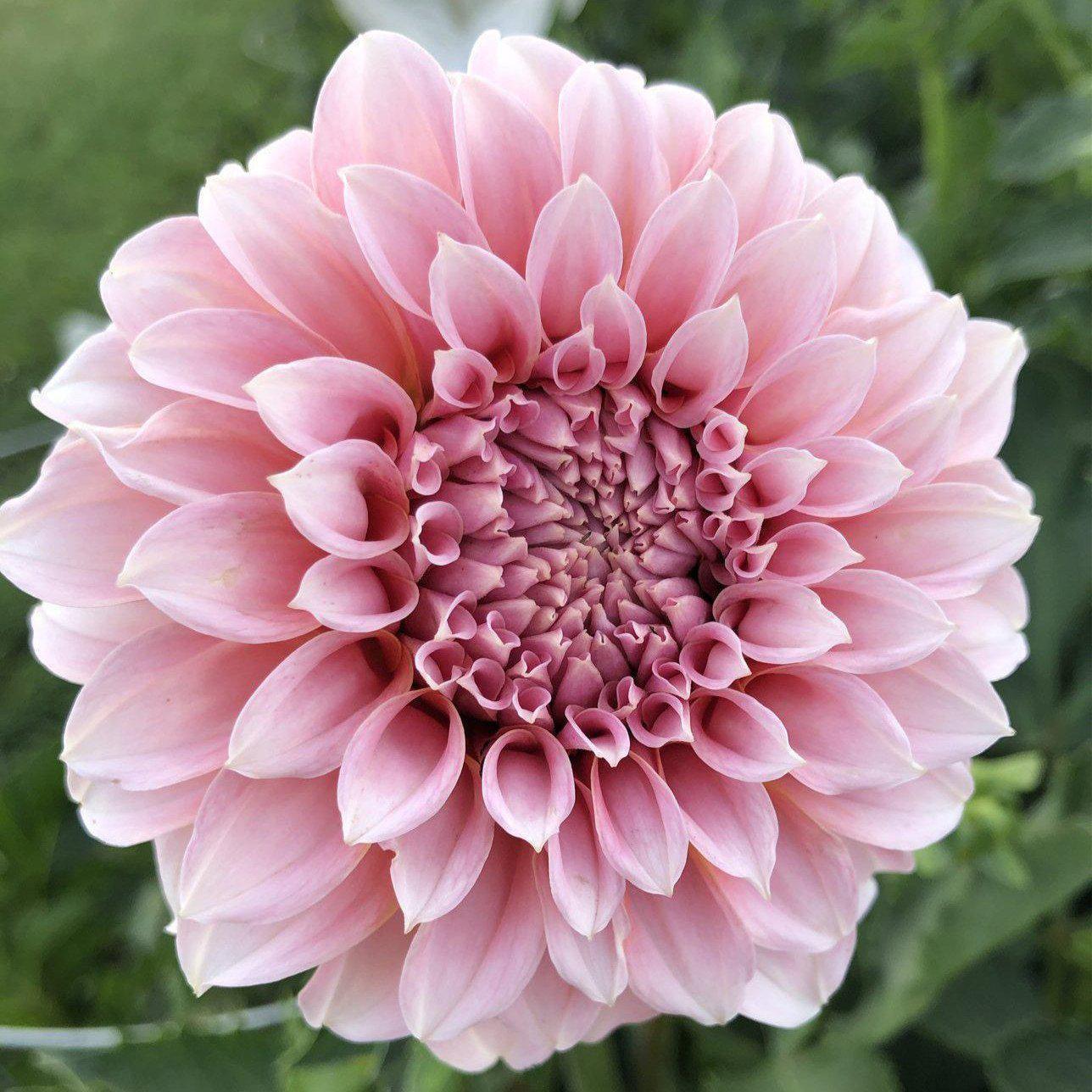 Dahlia Peaches N Cream