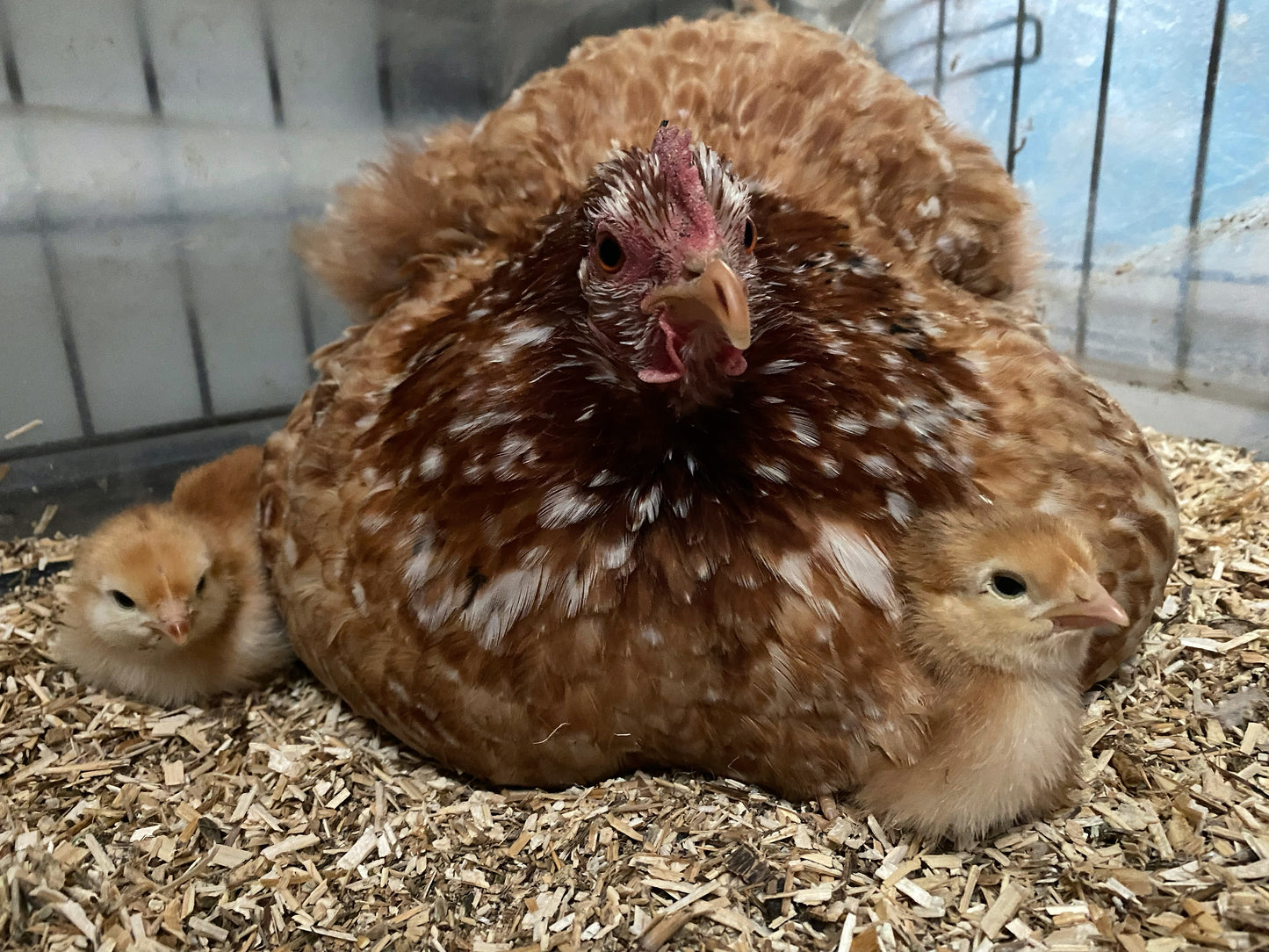 Chicken Hatching Eggs