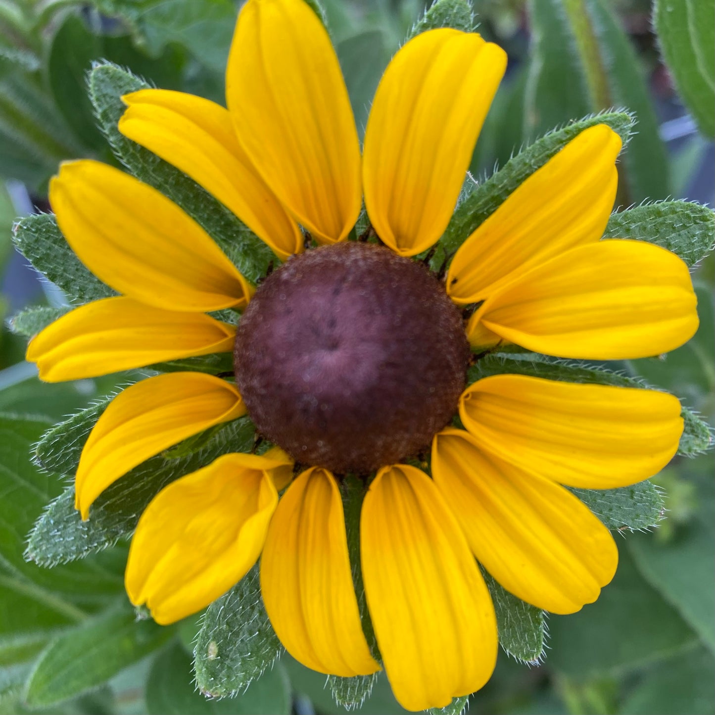Rudbeckia