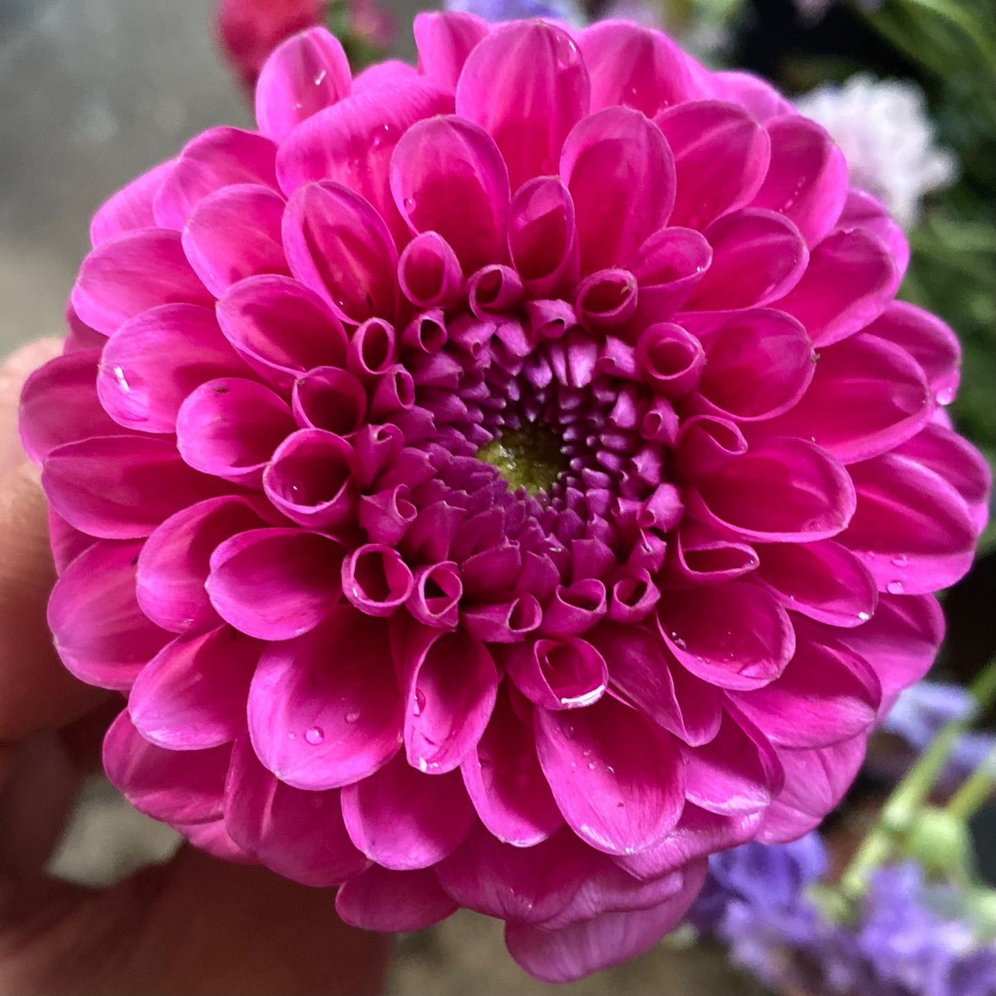 Dahlias - Ball Varieties