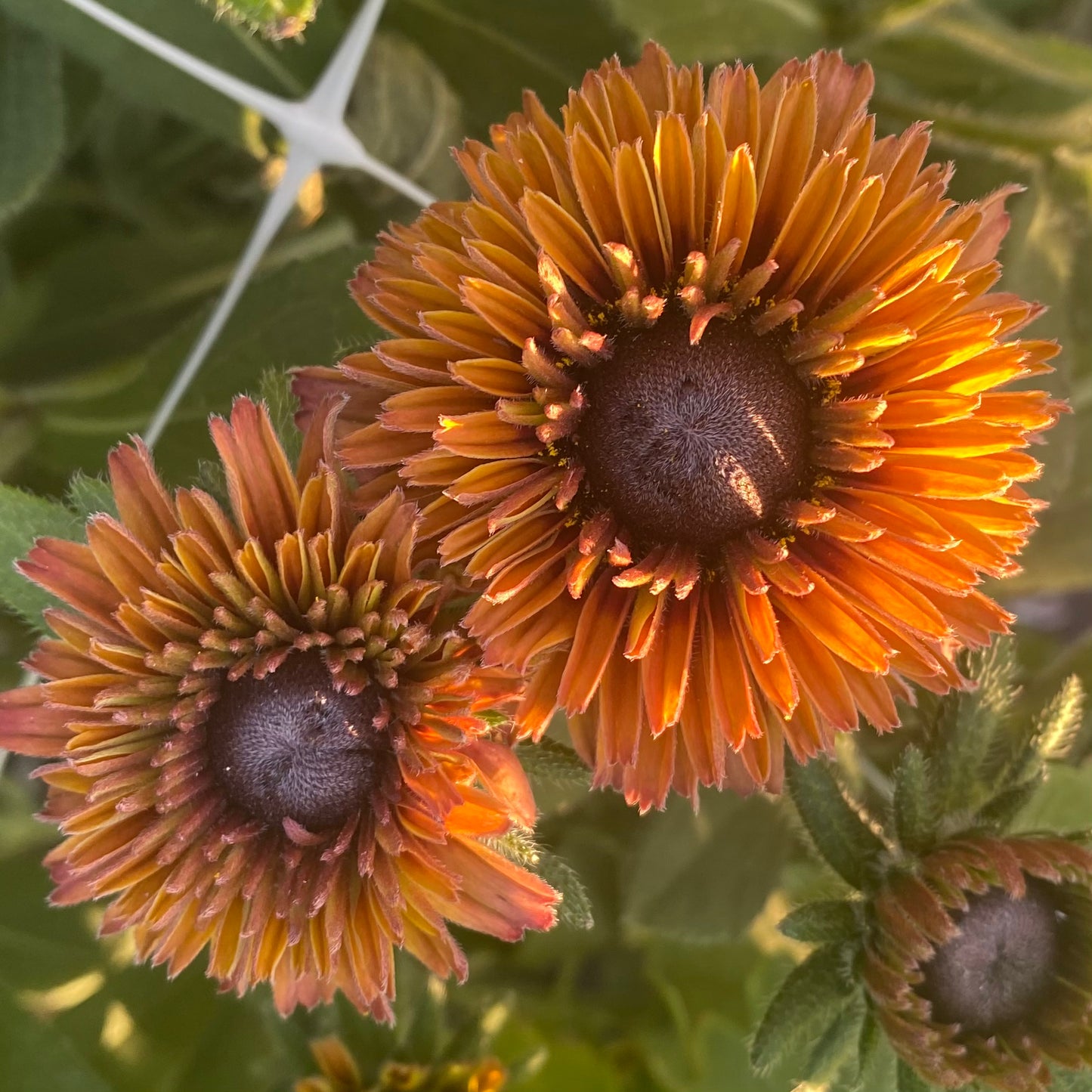 Rudbeckia