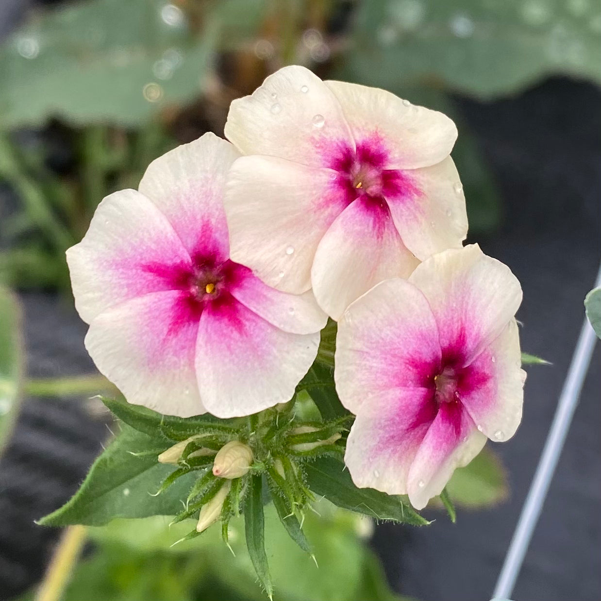 Phlox