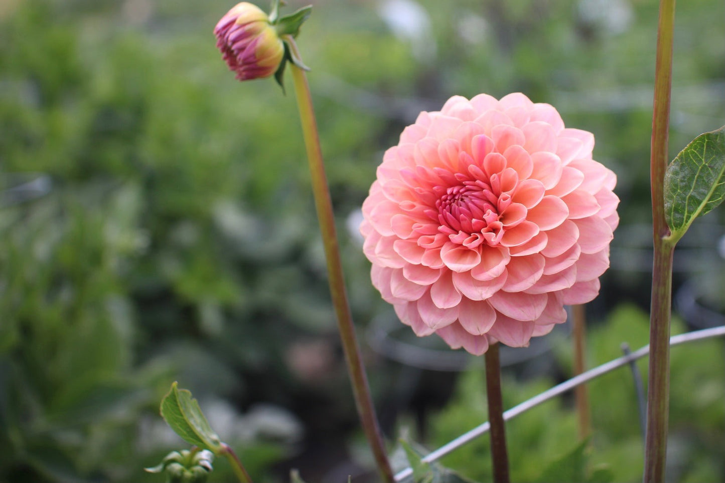 Dahlias - Ball Varieties
