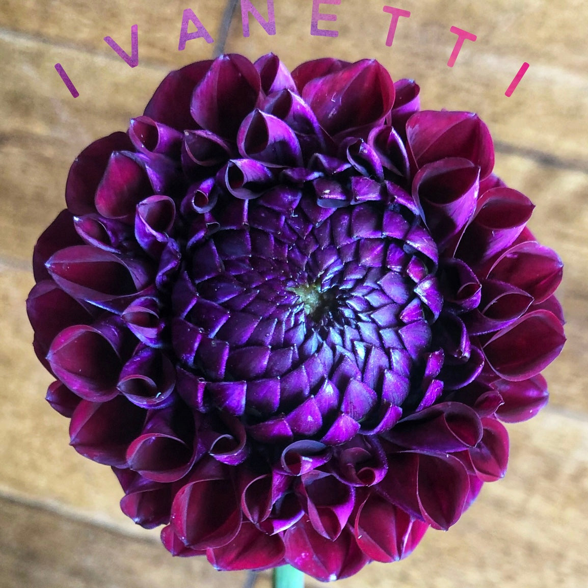 Dahlias - Ball Varieties