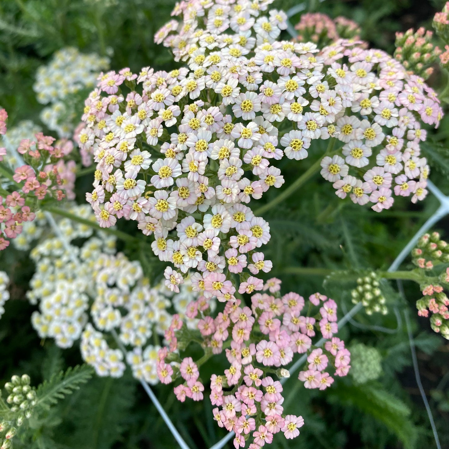 Yarrow