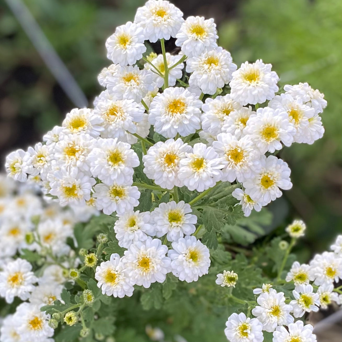 Feverfew