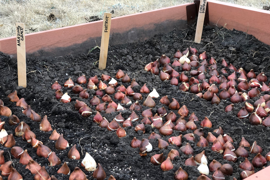 How To Plant Tulip Bulbs