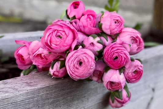 How to Plant Ranunculus and Anemones
