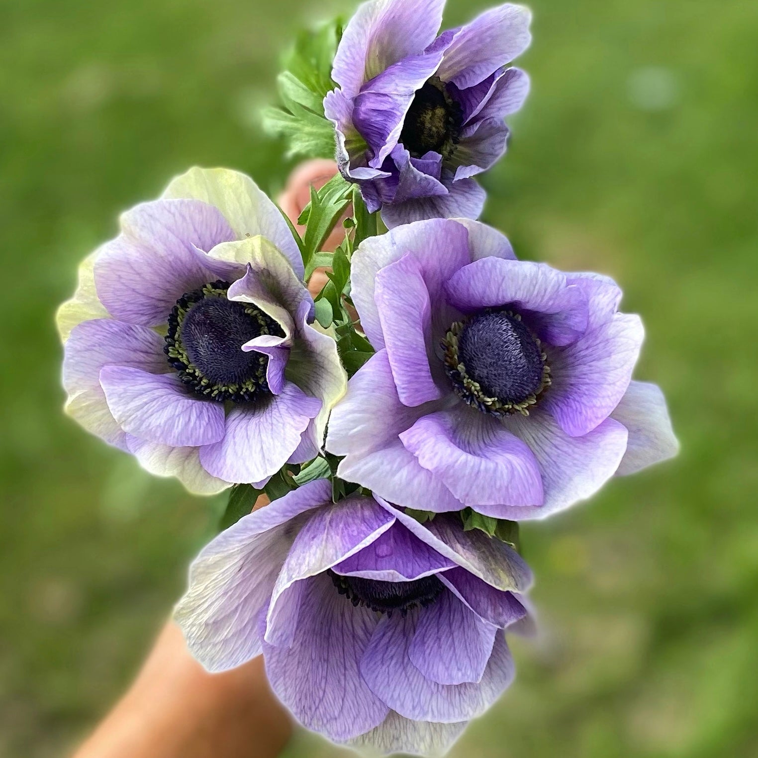 Anemone Ranunculus Anemones & Ranunculus – Page 2 – Sarah's Cut Flowers