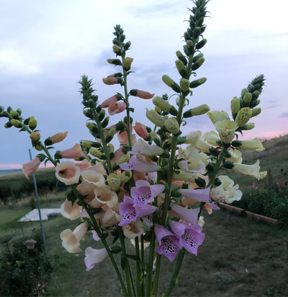 Foxglove Camelot Mix Seedlings