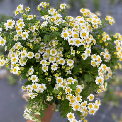 Feverfew Magic Single Seedlings