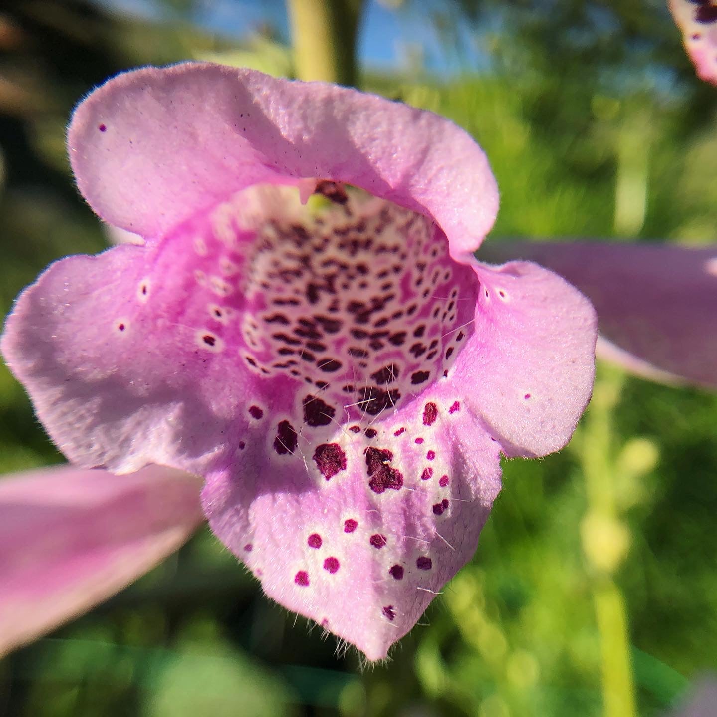 Foxglove Camelot Mix Seedlings