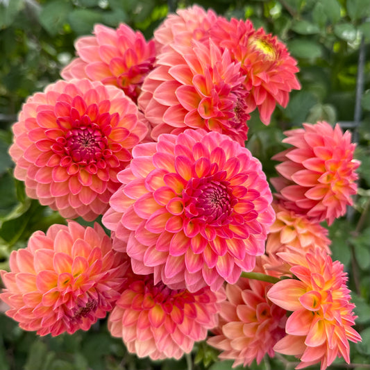 Dahlia Hillcrest Suffusion