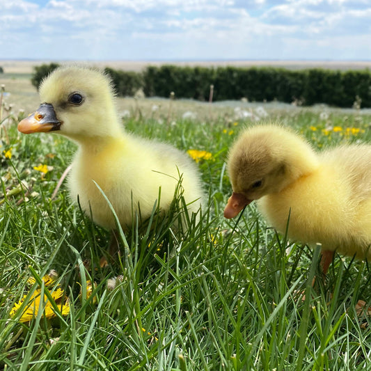 Day Old Goslings