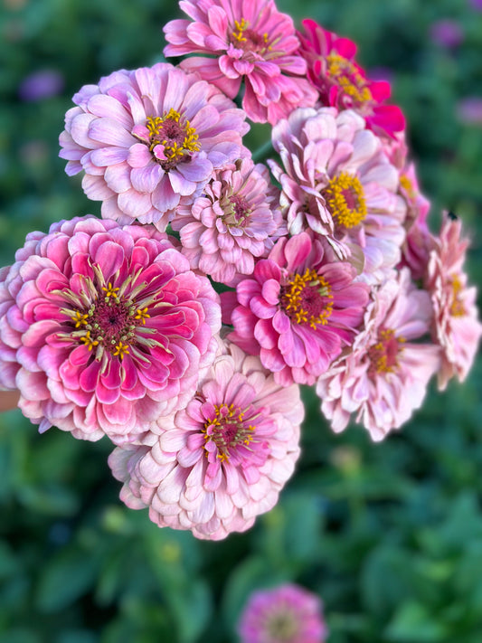 Zinnia Giant Benary Mix