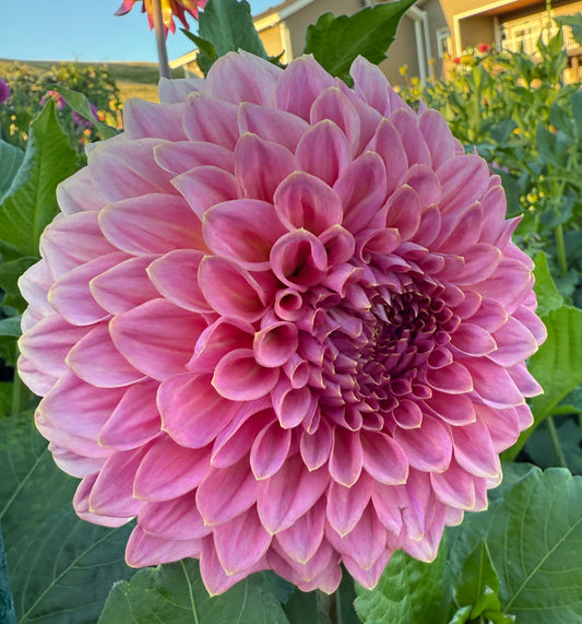 Dahlia Askwith Minnie