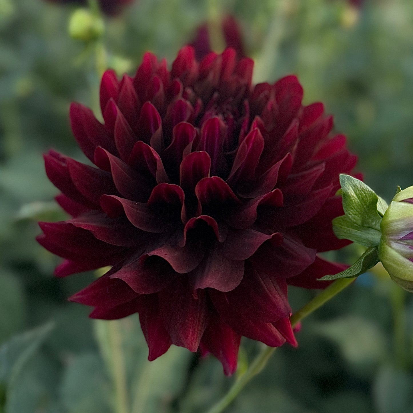 Dahlia Hollyhill Black Beauty