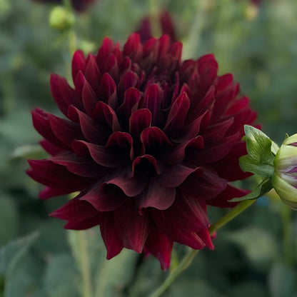 Dahlia Hollyhill Black Beauty