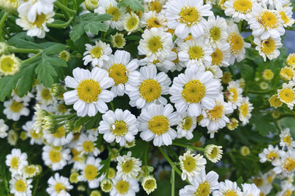 Feverfew Magic Single Seedlings