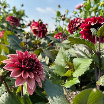 Dahlia Night Silence