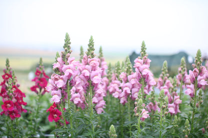 Snapdragon Seedlings