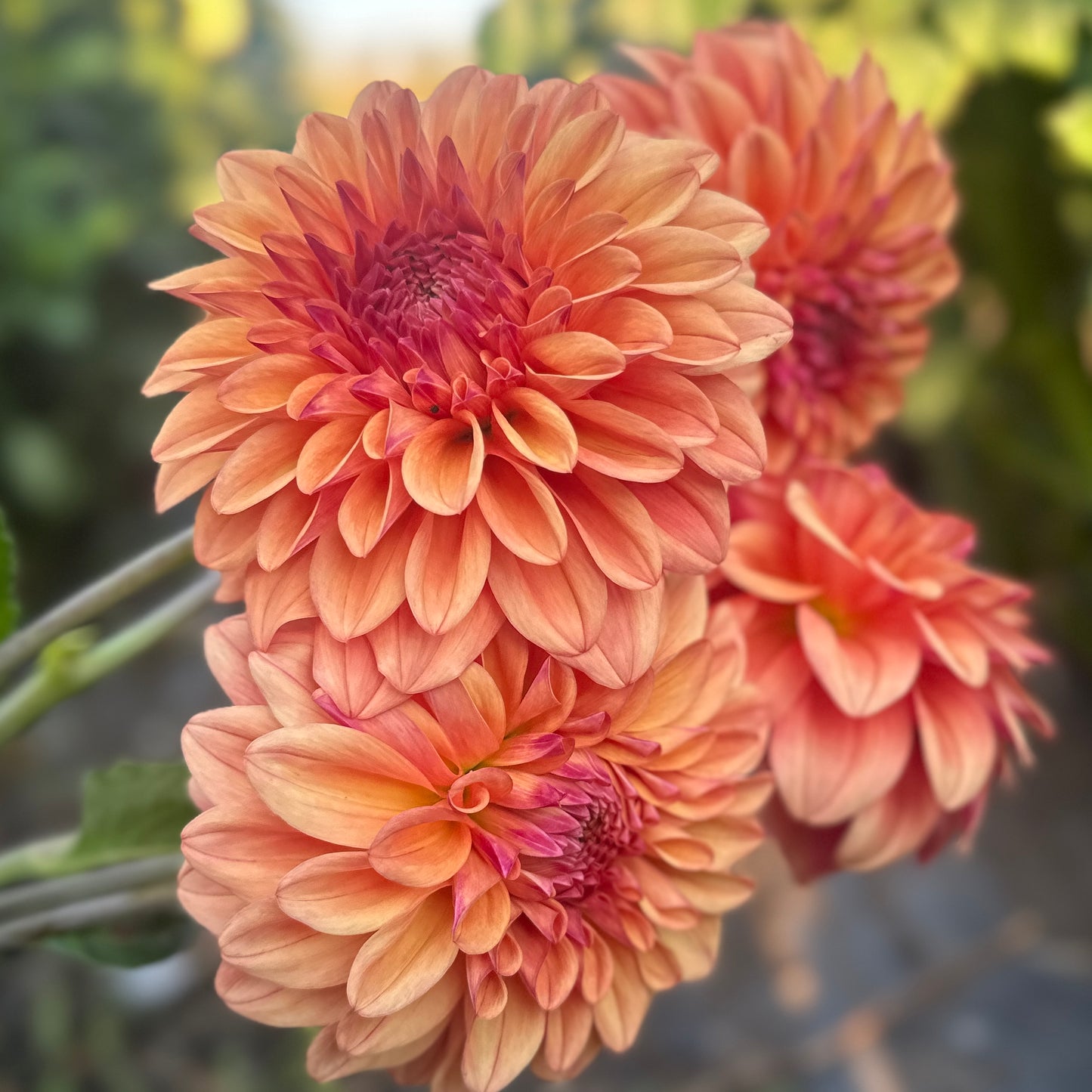Dahlias - Decorative Varieties