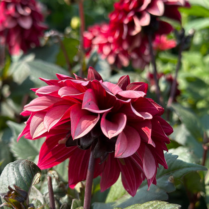 Dahlia Night Silence