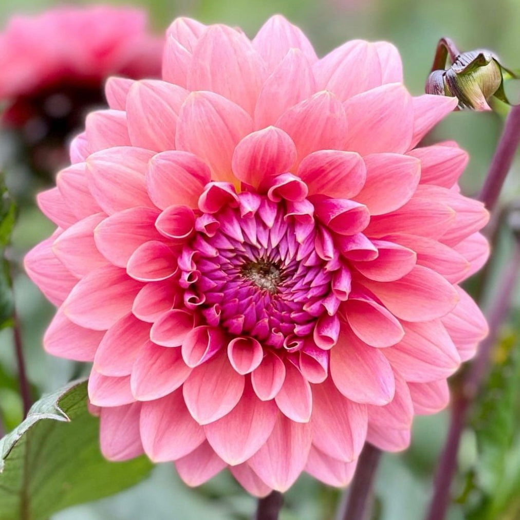 Dahlia Sweet Sanne *NEW*