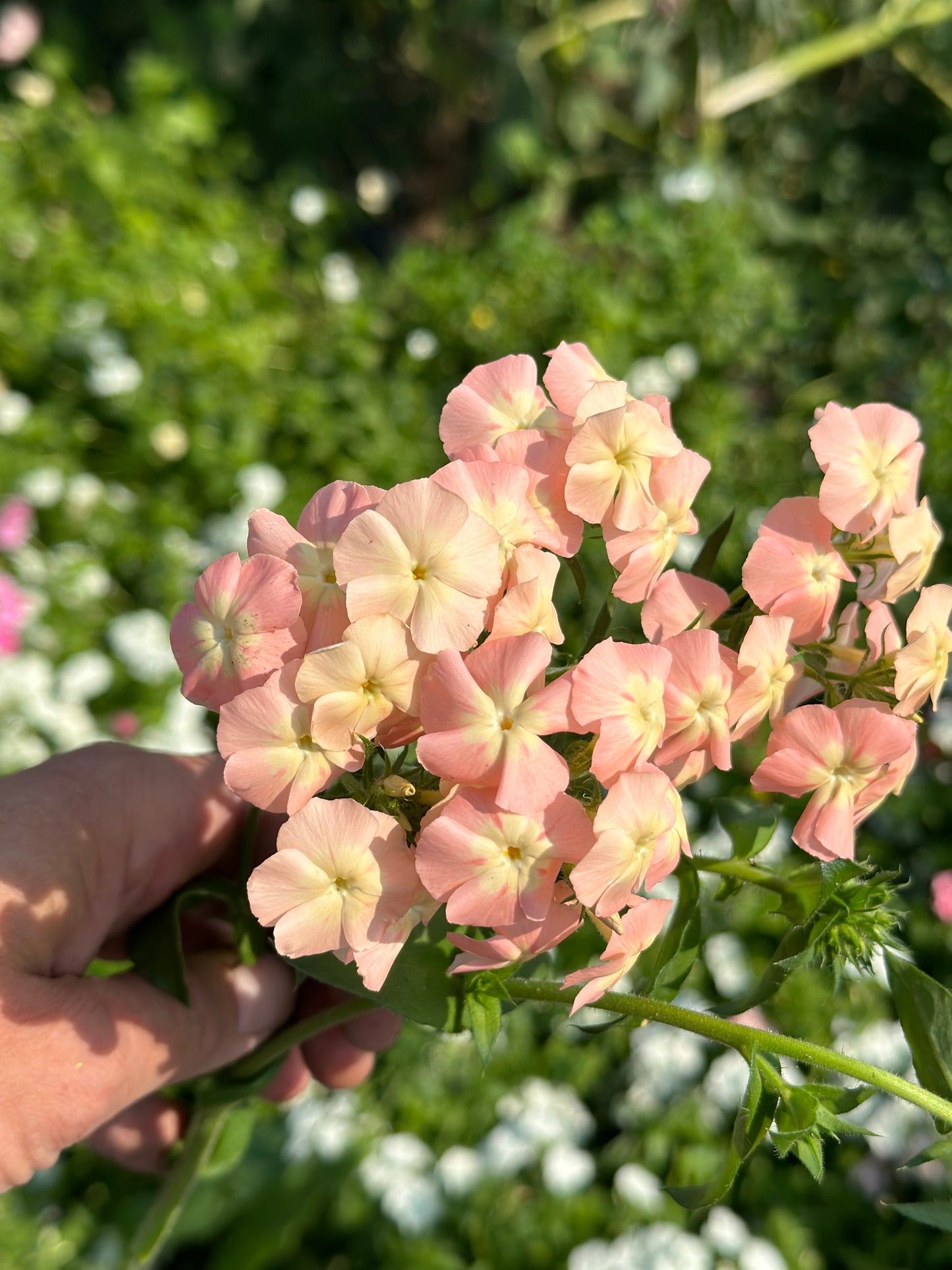 Phlox