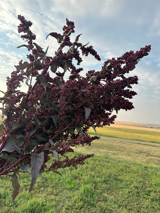 Atriplex Copper Plume