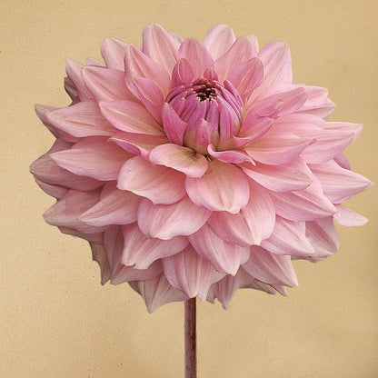 Dahlia La Belle Epoque *NEW*